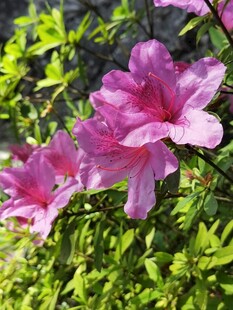 杜鹃花