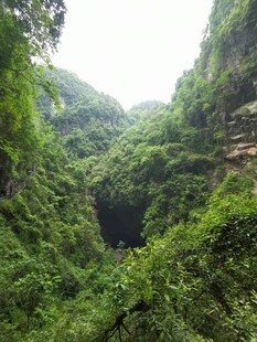 山林植被
