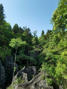 山林