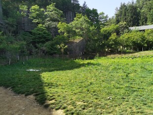 草皮草坪