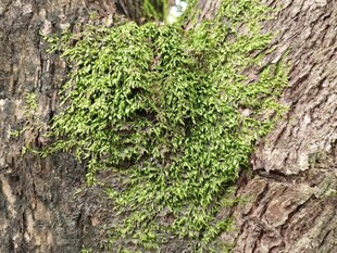  苔藓