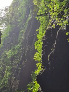 山壁植被