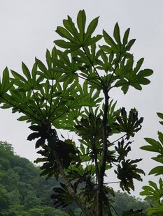仰拍树木