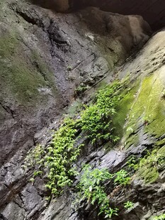 岩石藤蔓 