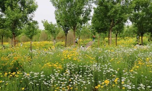 春日繁花绿野林间美景