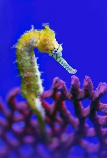 海马栖息于紫色珊瑚上