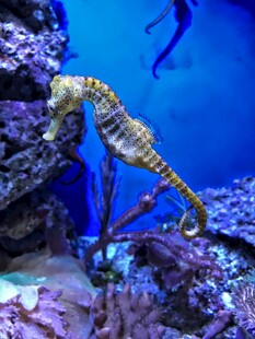 水族馆中的优雅海马