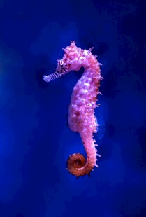 梦幻紫海马在深海遨游