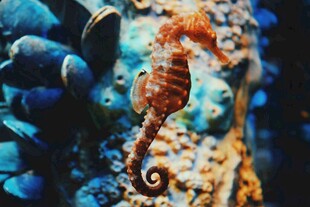海底世界中的可爱小海马