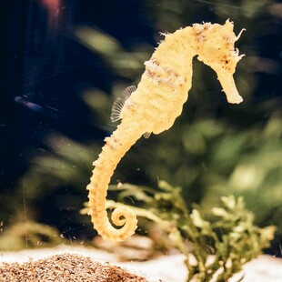 黄色海马于水中优雅姿态