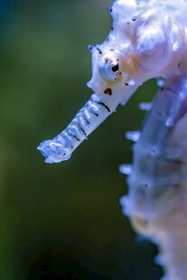 梦幻海马特写