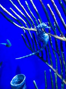 海底世界中的奇异生物