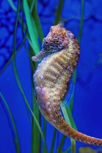 优雅海马于水草间悠游