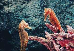 海底世界的海马与珊瑚