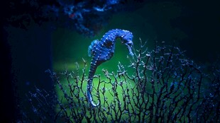 深海中发光的神秘海马