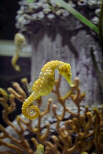 黄色海马栖息于珊瑚间