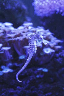 水中优雅海马