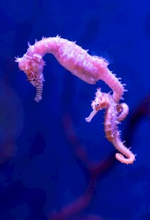 粉色海马在水中优雅游动