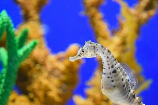 优雅海马于海底景观中