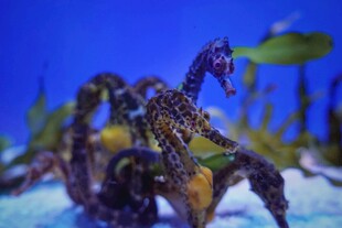海底世界中的神秘海马