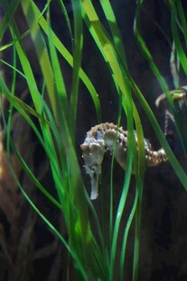 水草间的海马