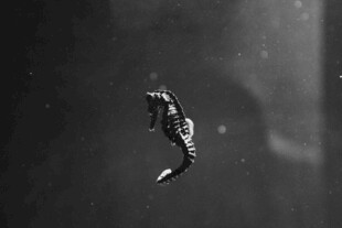 水中游动的神秘海马