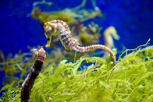 海底世界的可爱海马