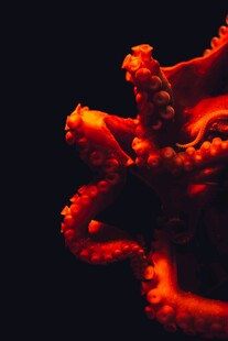 红色章鱼特写