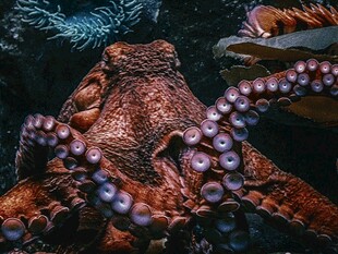 深海中的神秘章鱼