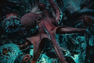 奇幻海底神秘生物景观