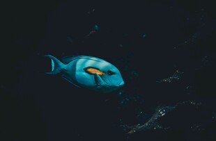 深海中的蓝色小鱼