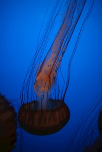 深海中游动的神秘水母