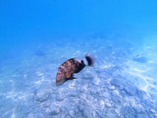 海底的多彩海螺