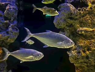 水族馆中游动的银色鱼类