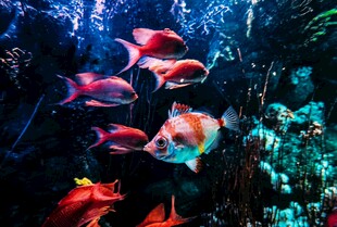 海底缤纷鱼群与珊瑚景观