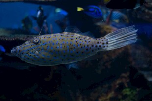 斑点鱼在水中游动
