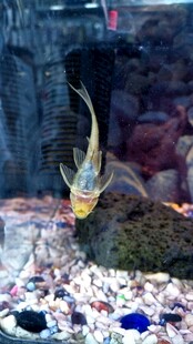 美丽斗鱼于多彩水族箱中