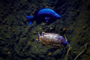 海底双鱼共游画面