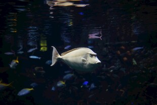 水族馆中的独特鱼类