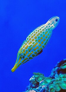 斑斓海鱼畅游海底世界