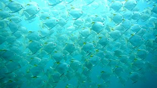 海底鱼群景观