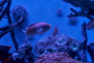 海底游鱼与绚丽珊瑚景观