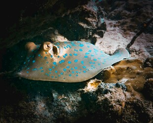 海底斑斓斑点鳐鱼
