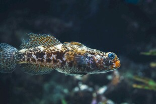 多彩斑点鱼水中悠游