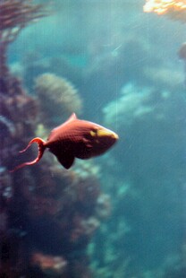 水族馆中游动的艳丽小鱼