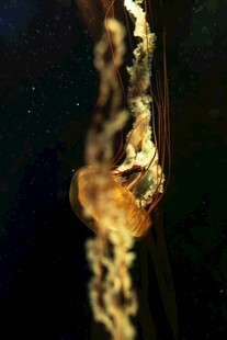 水母