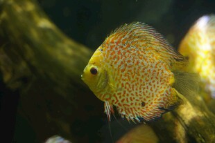 金色斑点七彩神仙鱼特写