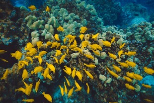 海底群鱼与珊瑚景观