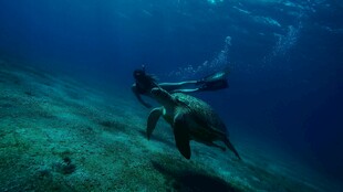 潜水员与海龟同游海底