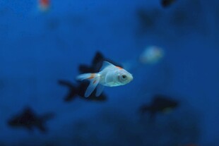水中游弋的美丽金鱼